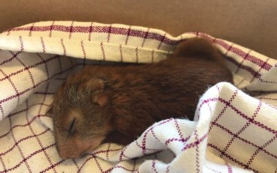Tierisches Sturmopfer gerettet